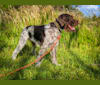 Hermes, a German Wirehaired Pointer tested with EmbarkVet.com