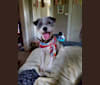 Lotto, a Russell-type Terrier tested with EmbarkVet.com