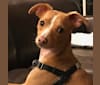Bela, a Chihuahua and American Bulldog mix tested with EmbarkVet.com