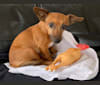 Photo of Ylana, a Russell-type Terrier mix in Amsterdam, Noord-Holland, Nederland