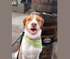 Bepo, an American Foxhound and American Pit Bull Terrier mix tested with EmbarkVet.com