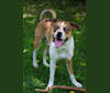 Thor, a Boston Terrier and Siberian Husky mix tested with EmbarkVet.com
