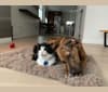 Finn, a Rhodesian Ridgeback and American Pit Bull Terrier mix tested with EmbarkVet.com