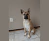 Berty, a German Shepherd Dog and Labrador Retriever mix tested with EmbarkVet.com