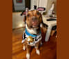 Harvey, an American Pit Bull Terrier and American Staffordshire Terrier mix tested with EmbarkVet.com