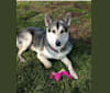 Samson a dog tested with EmbarkVet.com