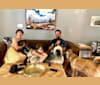 Ash, a German Shepherd Dog and Akita mix tested with EmbarkVet.com