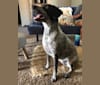 Photo of Joone, an Australian Cattle Dog, Chow Chow, Russell-type Terrier, Beagle, German Shepherd Dog, and Mixed mix in Denton, Texas, USA