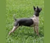 Photo of Grasshopper, an American Hairless Terrier  in Louisiana, USA
