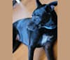 CeCe, an Australian Cattle Dog and German Shepherd Dog mix tested with EmbarkVet.com