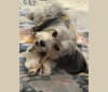 Photo of Benji, a Shih Tzu, American Pit Bull Terrier, Lhasa Apso, Chihuahua, and Yorkshire Terrier mix in Bakersfield, California, USA