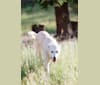 Nala, an Anatolian Shepherd Dog tested with EmbarkVet.com