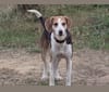 Charlotte, an American Foxhound tested with EmbarkVet.com