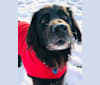 STAR, a Labrador Retriever and German Shorthaired Pointer mix tested with EmbarkVet.com