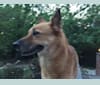 Brady, a German Shepherd Dog and Akita mix tested with EmbarkVet.com