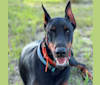 Citali Agir Di Liguori, a Doberman Pinscher tested with EmbarkVet.com