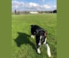 Saint, an Australian Shepherd and Australian Cattle Dog mix tested with EmbarkVet.com