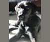 Harley, a Labrador Retriever and Coonhound mix tested with EmbarkVet.com