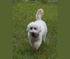 Georgie, a Poodle (Small) and Bichon Frise mix tested with EmbarkVet.com