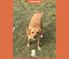 Melody Pond, a Chihuahua and Basset Hound mix tested with EmbarkVet.com