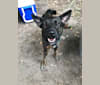 Annie, an Australian Cattle Dog and German Shepherd Dog mix tested with EmbarkVet.com