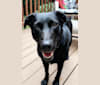 Rosie, a Labrador Retriever and Australian Cattle Dog mix tested with EmbarkVet.com