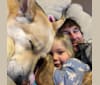 Ryder, a German Shepherd Dog and Siberian Husky mix tested with EmbarkVet.com