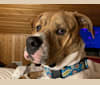 Toby, an American Pit Bull Terrier and Boxer mix tested with EmbarkVet.com