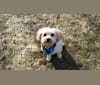 Brock, a Miniature Pinscher and Poodle (Small) mix tested with EmbarkVet.com
