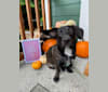 Photo of Benji, an American Village Dog, Chihuahua, and Australian Cattle Dog mix in Yakima, Washington, USA