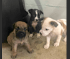 Photo of Teddy, an American Pit Bull Terrier, Labrador Retriever, German Shepherd Dog, Great Pyrenees, and Chow Chow mix in Texas, USA