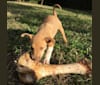 Hope, an African Village Dog tested with EmbarkVet.com