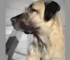 Mora, an Anatolian Shepherd Dog tested with EmbarkVet.com