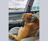 Fletcher, a Boxer and German Shepherd Dog mix tested with EmbarkVet.com