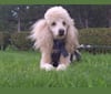 Molly Poodle, a Poodle (Small) tested with EmbarkVet.com