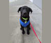 Spocky, a Labrador Retriever and Golden Retriever mix tested with EmbarkVet.com
