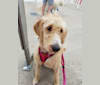DeeDee, an American Foxhound and Poodle (Standard) mix tested with EmbarkVet.com