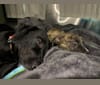 Skylar Kennedy Waesche, an American Pit Bull Terrier and Siberian Husky mix tested with EmbarkVet.com