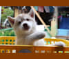 Photo of AUNADE BASE CAMP JP Kongde, a Siberian Husky  in 日本