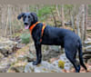 Buddy, a Treeing Walker Coonhound and German Shepherd Dog mix tested with EmbarkVet.com