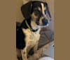 Silas, a Treeing Walker Coonhound and Beagle mix tested with EmbarkVet.com