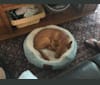Sparky, a Chihuahua and Miniature Pinscher mix tested with EmbarkVet.com