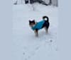 Andy, a Border Collie and American Eskimo Dog mix tested with EmbarkVet.com