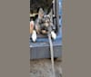 Tundra, a German Shepherd Dog and Great Pyrenees mix tested with EmbarkVet.com
