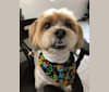 Barney, a Shih Tzu and Poodle (Small) mix tested with EmbarkVet.com