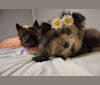 Maeby, a Pomeranian and Poodle (Small) mix tested with EmbarkVet.com