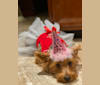 Mochi, a Yorkshire Terrier tested with EmbarkVet.com