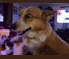 Sissy, a Pembroke Welsh Corgi and Australian Cattle Dog mix tested with EmbarkVet.com