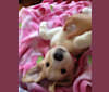 Dizzy, a Siberian Husky and Beagle mix tested with EmbarkVet.com