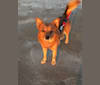 Chico, a Pomeranian and Chihuahua mix tested with EmbarkVet.com